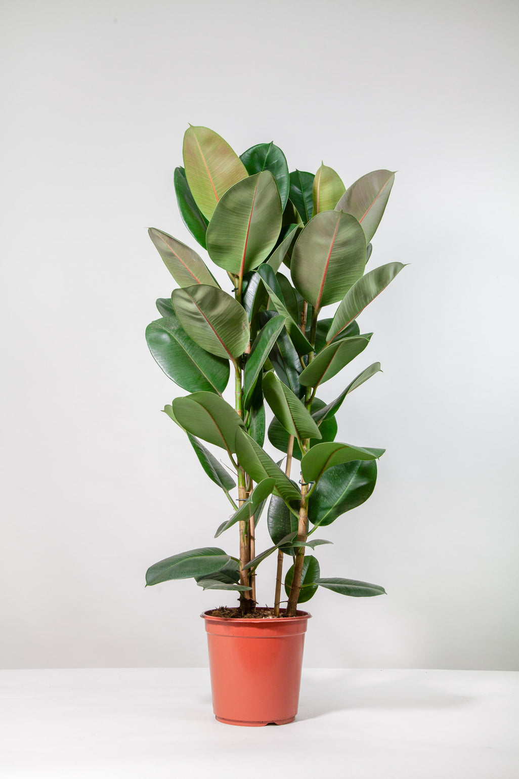files/IndoorPlants-StudioShots13.11.2023-837.jpg